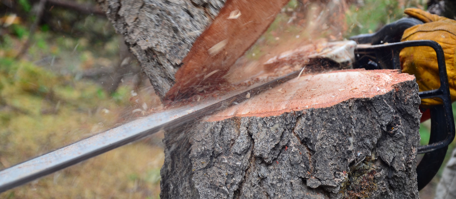 Cuts Above the Rest